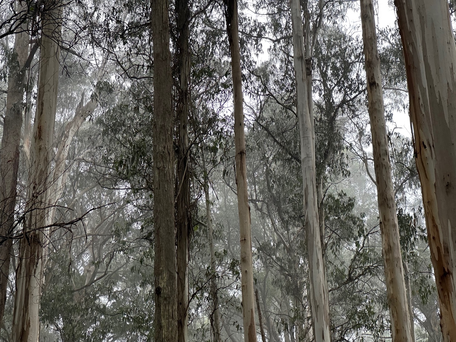 Tall, thin trees with white bark and green leaves in a foggy area.